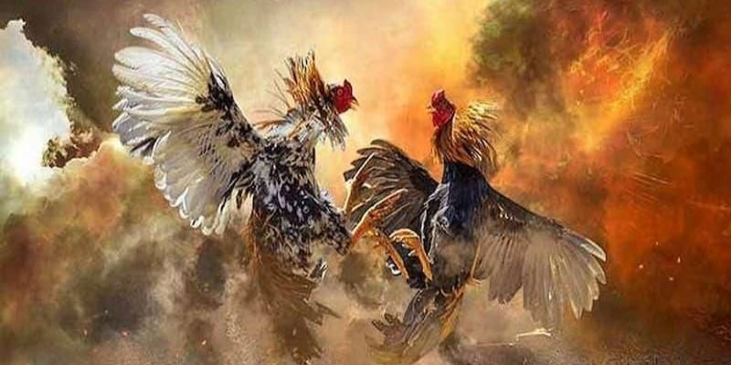 Cách để phân định thắng thua trong đá gà thomo