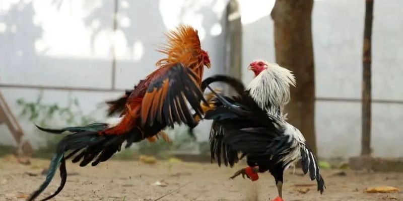 Đá gà cựa dao cực kỳ hấp dẫn