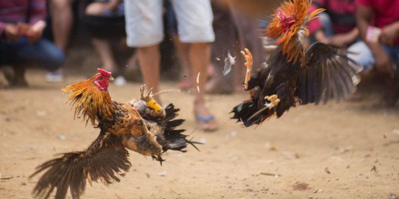 Đánh theo số đông cũng có tỷ lệ ăn cực cao