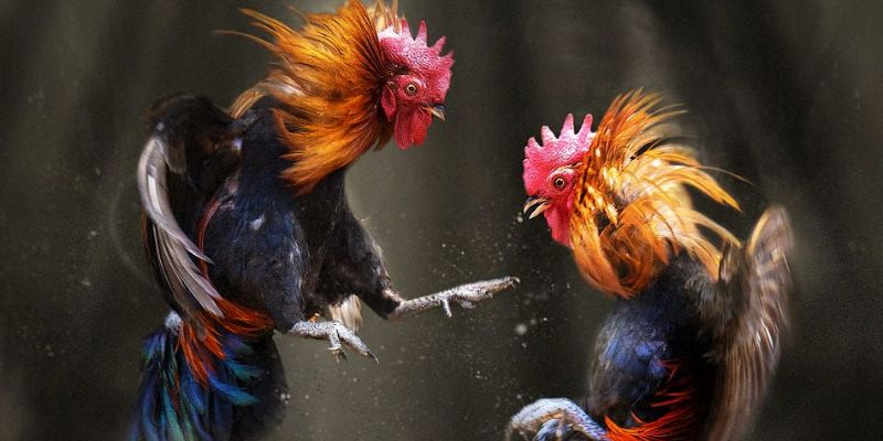 Phát sóng đá gà với độ phân giải 4K