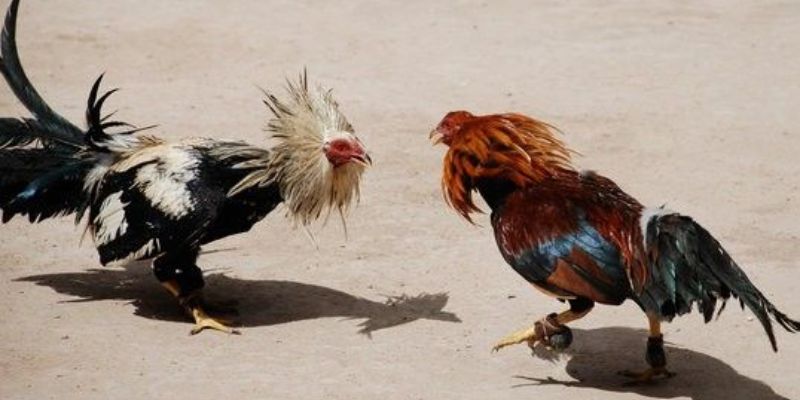 Tìm hiểu về cách chơi đá gà ăn tiền