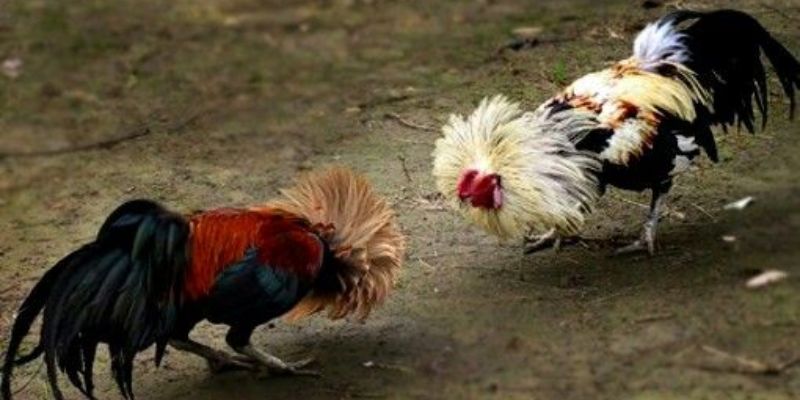 Cách chơi đá gà ăn tiền