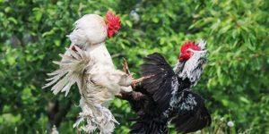 đá gà Thomo trực tiếp