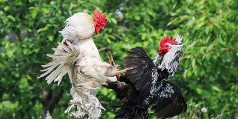 đá gà Thomo trực tiếp