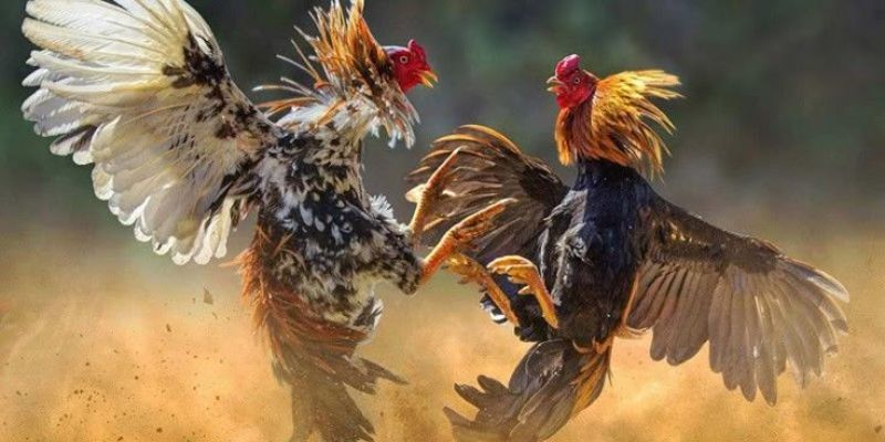 Đá gà trực tiếp